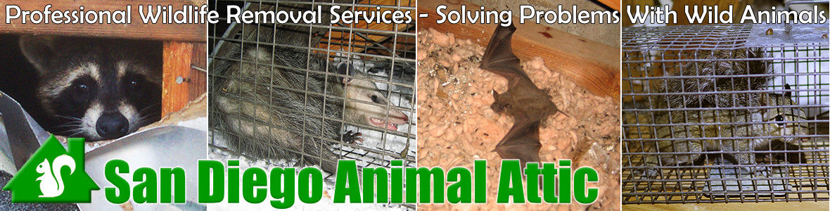 Chula Vista Animal Attic